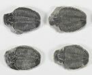 Lot: / Elrathia Trilobite Molt Fossils - Pieces #79027-1